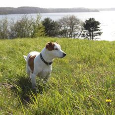 Jack russell terrier Berta