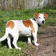 Jack russell terrier Berta