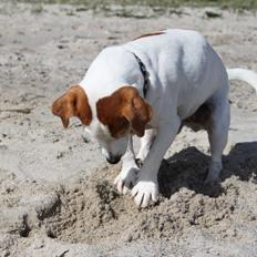 Jack russell terrier Berta