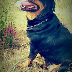 Rottweiler Bella