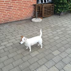 Jack russell terrier Gabi