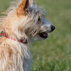 Podengo portugues pequeno Lille Fut