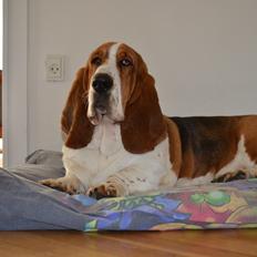 Basset hound Mortensen