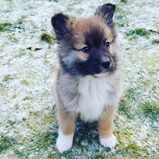 Islandsk fårehund Aya