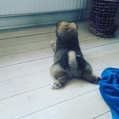 Islandsk fårehund Aya