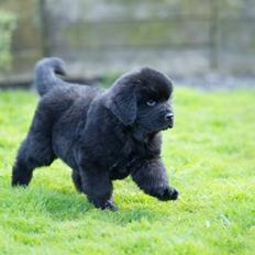 Newfoundlænder Frølund's Newfhome Boas