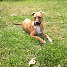 Blanding af racer Chica