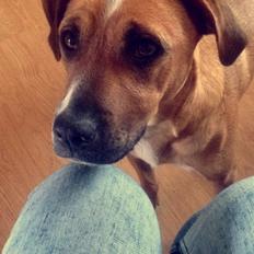 Blanding af racer Chica