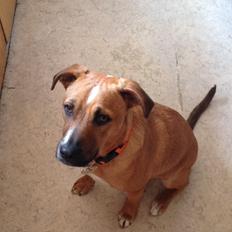 Blanding af racer Chica