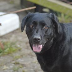 Labrador retriever Pino