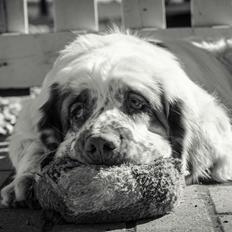 Clumber spaniel Mads - Clumbus Hole In One
