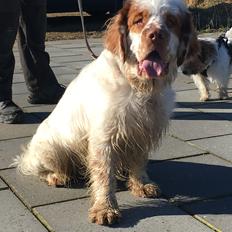 Clumber spaniel Mads - Clumbus Hole In One