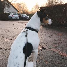 Dansk svensk gaardhund Franz