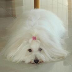 Coton de tulear Jespersen's Savannah