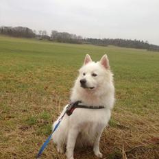 Blanding af racer Kanta