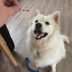 Blanding af racer Kanta