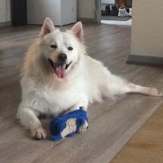 Blanding af racer Kanta