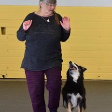 Border collie Maddie, stambogsnavn Emma (RIP 2020)