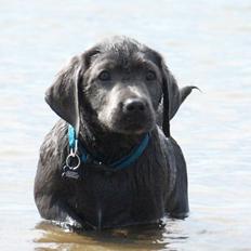 Labrador retriever Ivar von haulundgaard (otto)