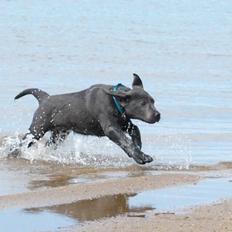 Labrador retriever Ivar von haulundgaard (otto)