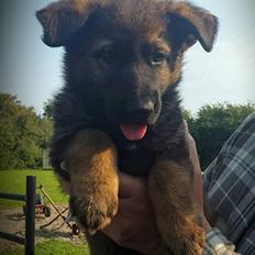 Schæferhund Bayogi Xicki