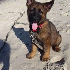 Schæferhund Bayogi Xicki