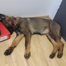 Schæferhund Bayogi Xicki