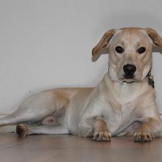 Blanding af racer Cuba