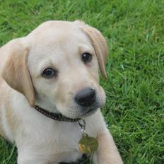 Labrador retriever Sif