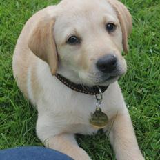 Labrador retriever Sif