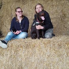 Labrador retriever Molly