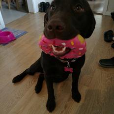 Labrador retriever Molly