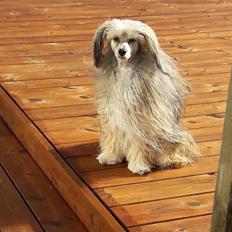 Chinese crested powder puff No Guts No Glorys Alvin