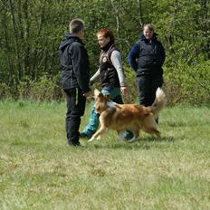 Collie langhåret Lapinette's Heading for the Top (HERA)
