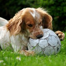 Field Trial Cockerspaniel Mac´B Mini Max