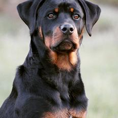 Rottweiler Bosco