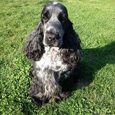 Cocker spaniel Sky