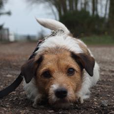 Jack russell terrier Amy