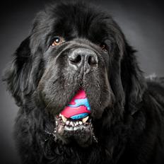 Newfoundlænder La Bella´s Youngster