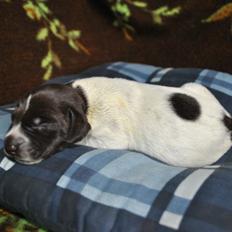 Ruhåret hønsehund Høbjerghus' A Lady (Plet)