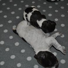 Ruhåret hønsehund Høbjerghus' A Lady (Plet)