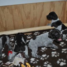 Ruhåret hønsehund Høbjerghus' A Lady (Plet)