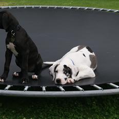 Grand danois Vincent