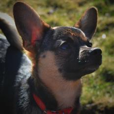 Blanding af racer Ebba (tidligere hund - forældres nu)