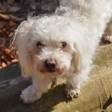 Coton de tulear Cotti