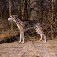 Whippet Tanalorn Peter the One and Only