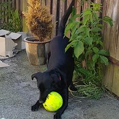 Blanding af racer Malou