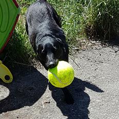 Blanding af racer Malou