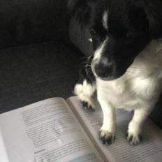 Blanding af racer Tessa