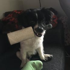 Blanding af racer Tessa